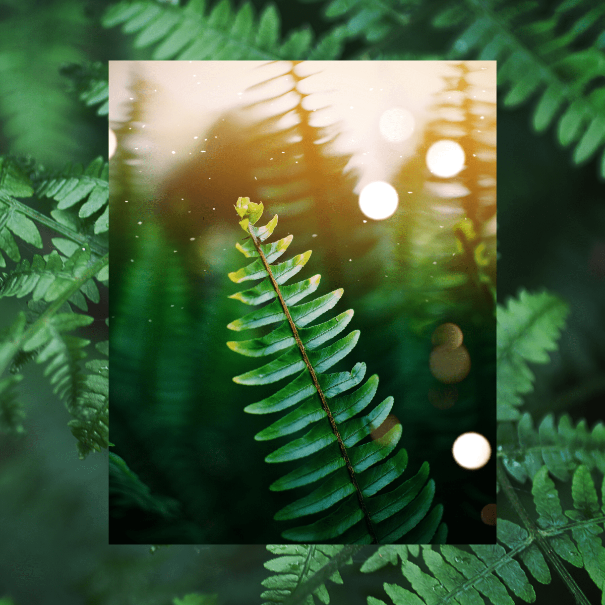 Crystals & plants for prosperity, abundance and holistic wealth. Heart of the Bay Byron Bay Crystals