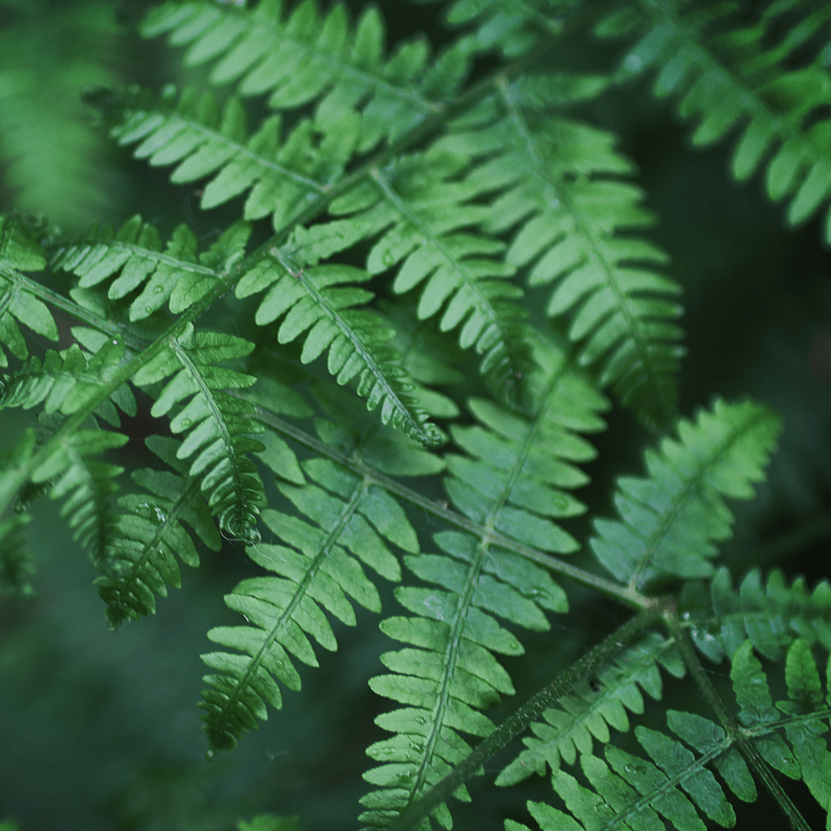 Crystals & plants for prosperity, abundance and holistic wealth. Heart of the Bay Byron Bay Crystals