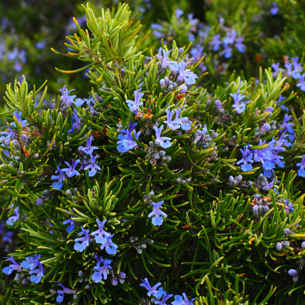 Crystals & plants for prosperity, abundance and holistic wealth. Heart of the Bay Byron Bay Crystals