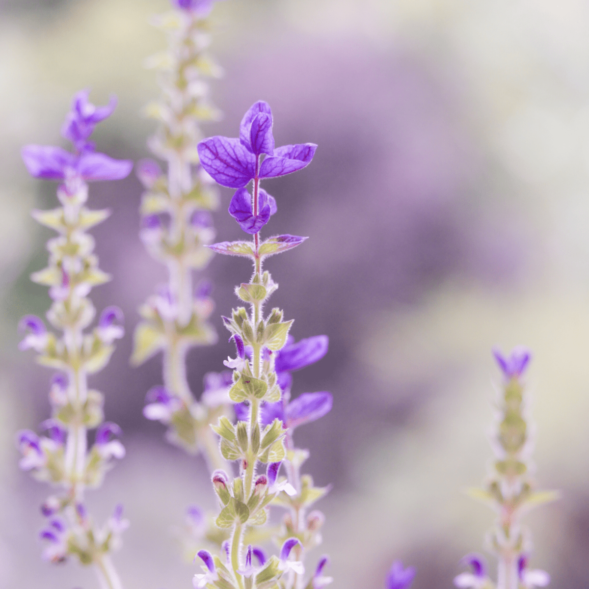 Crystals & plants for prosperity, abundance and holistic wealth. Heart of the Bay Byron Bay Crystals