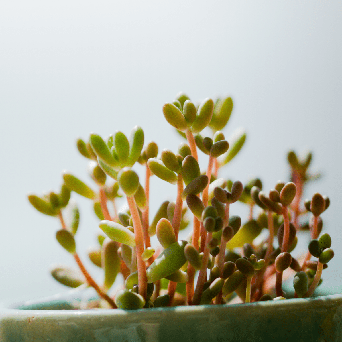 Crystals & plants for prosperity, abundance and holistic wealth. Heart of the Bay Byron Bay Crystals