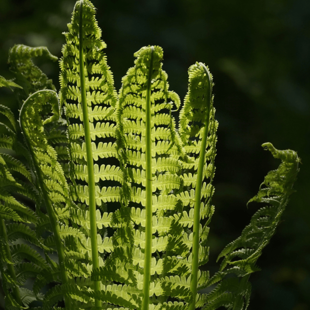 Create a meditation crystal altar - byron bay crystals - heart of the bay
